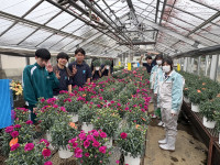 草花2